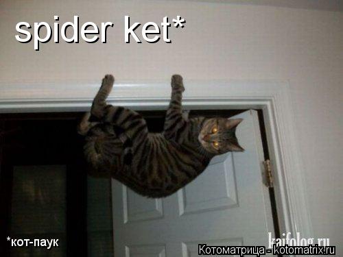 Котоматрица: spider ket* *кот-паук