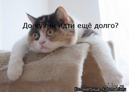 Котоматрица: До кухни идти ещё долго?