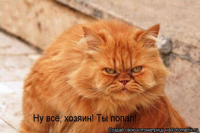 Котоматрица: Ну всё, хозяин! Ты попал!