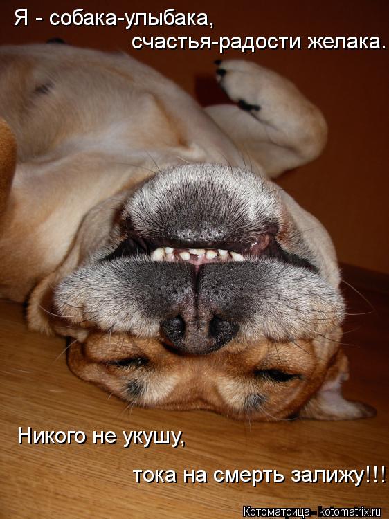 Я - собака-улыбака, счастья-радости желака. Никого не укушу, тока на смерть залижу!!!... Котоматрица: Я - собака-улыбака, счастья-радости желака. Никого не укушу, тока на смерть залижу!!!