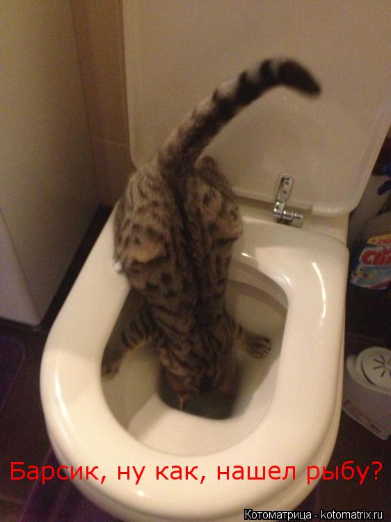 Котоматрица: Барсик, ну как, нашел рыбу?