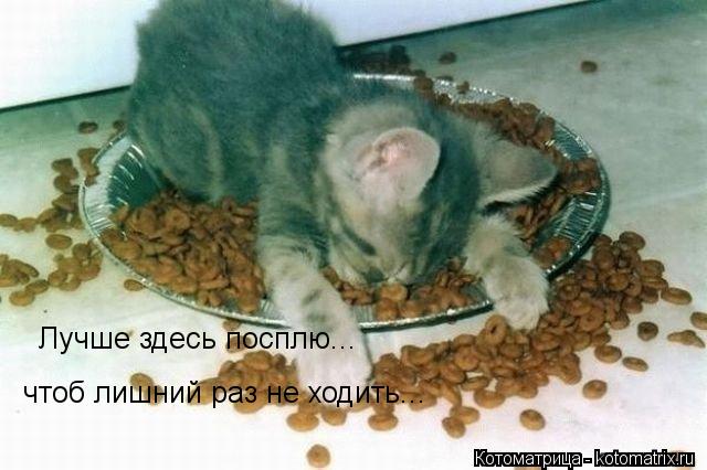 Котоматрица: Лучше здесь посплю... чтоб лишний раз не ходить...