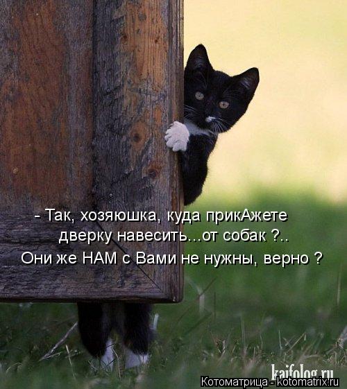 Котоматрица: дверку навесить...от собак ?.. Они же НАМ с Вами не нужны, верно ? - Так, хозяюшка, куда прикАжете