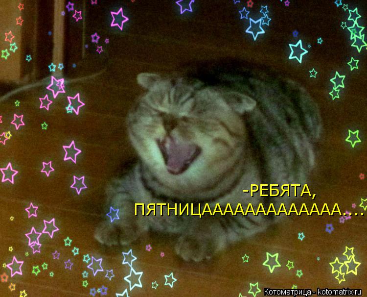Котоматрица: -РЕБЯТА, ПЯТНИЦААААААААААААА....