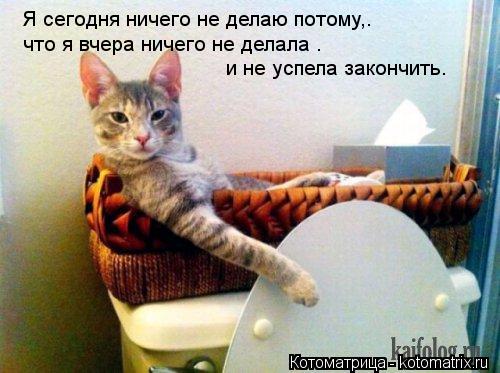 Котоматрица: Я сегодня ничего не делаю потому,. что я вчера ничего не делала .  и не успела закончить.