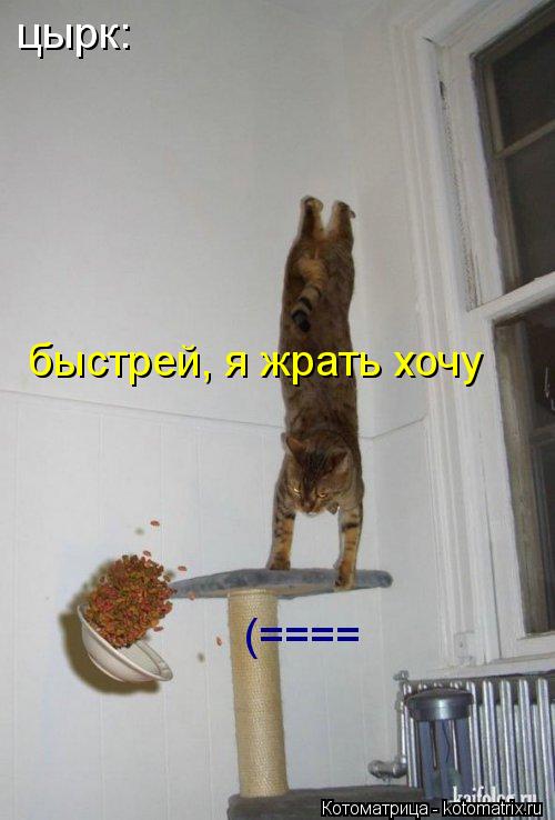 Котоматрица: цырк: быстрей, я жрать хочу (====