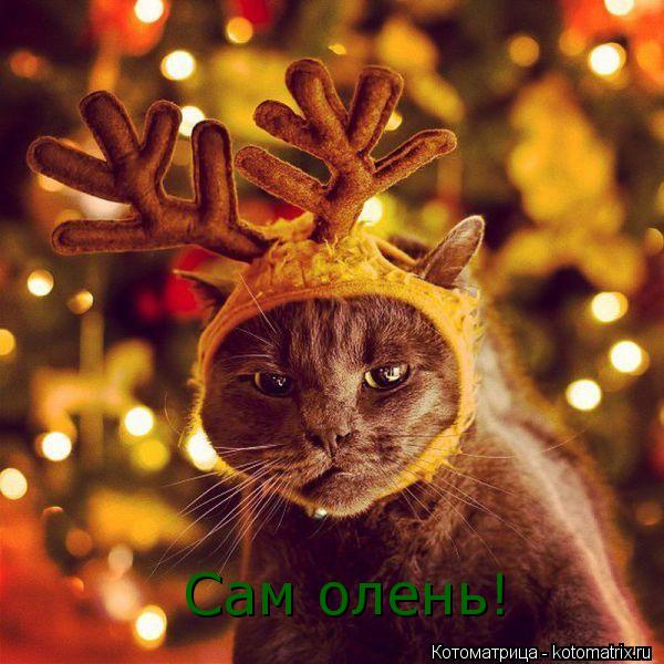 Котоматрица: Сам олень!