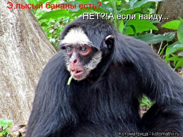 Э,лысый бананы есть? НЕТ?!А если найду...... Котоматрица: Э,лысый бананы есть? НЕТ?!А если найду...