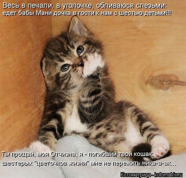 Котоматрица: Весь в печали, в уголочке, обливаюся слезьми: едет бабы Мани дочка в гости к нам с шестью детьми!!! Ты прощай, моя Отчизна, я - погибший твой кош