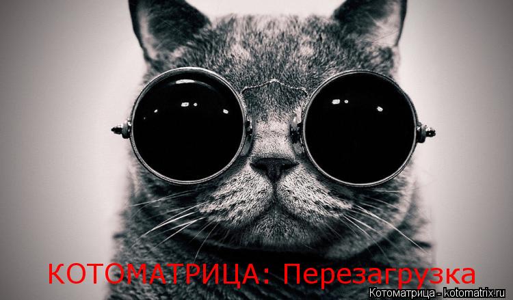 Котоматрица: КОТОМАТРИЦА: Перезагрузка