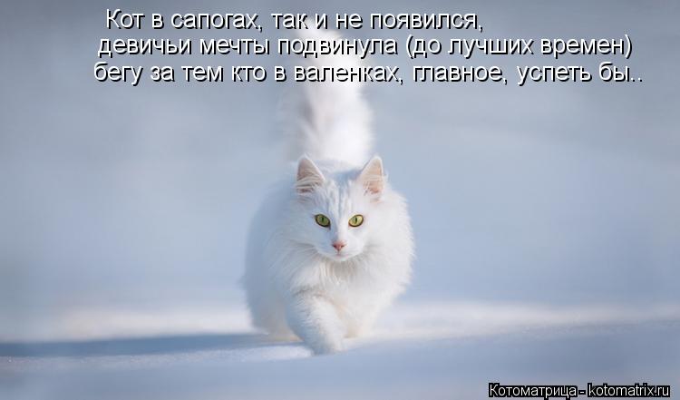 Котоматрица: Кот в сапогах, так и не появился, девичьи мечты подвинула (до лучших времен) бегу за тем кто в валенках, главное, успеть бы..