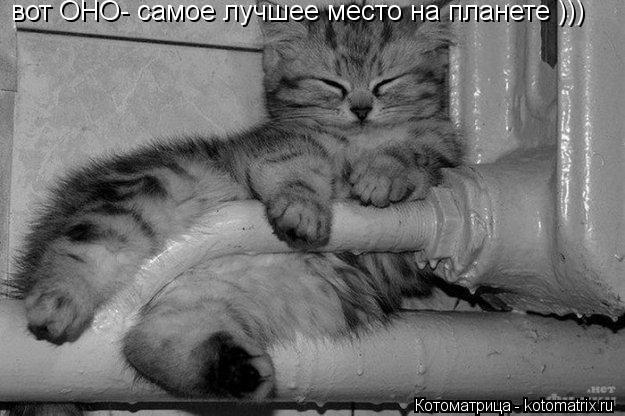 Котоматрица: вот ОНО- самое лучшее место на планете )))