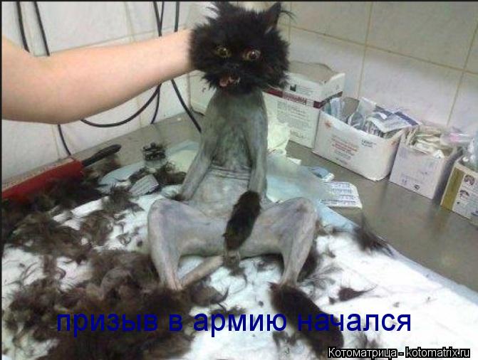 Котоматрица: призыв в армию начался