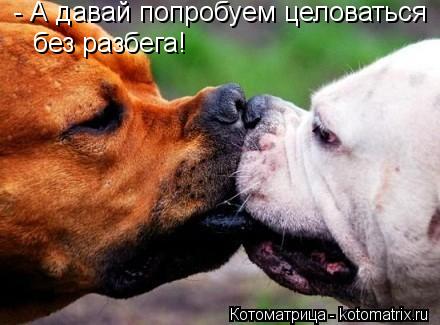 Котоматрица: - А давай попробуем целоваться без разбега!