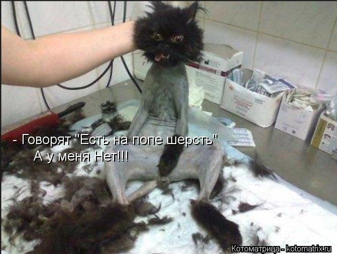 Котоматрица: - Говорят "Есть на попе шерсть" А у меня Нет!!!
