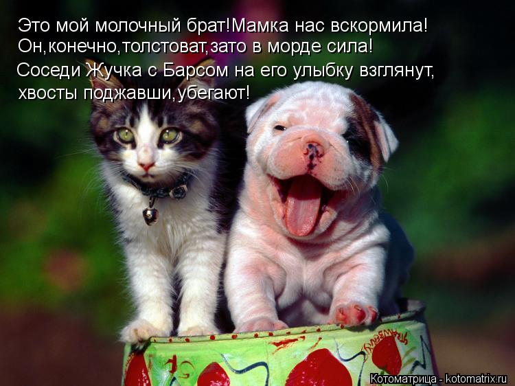 Котоматрица: Это мой молочный брат!Мамка нас вскормила! Он,конечно,толстоват,зато в морде сила! Соседи Жучка с Барсом на его улыбку взглянут, хвосты подж