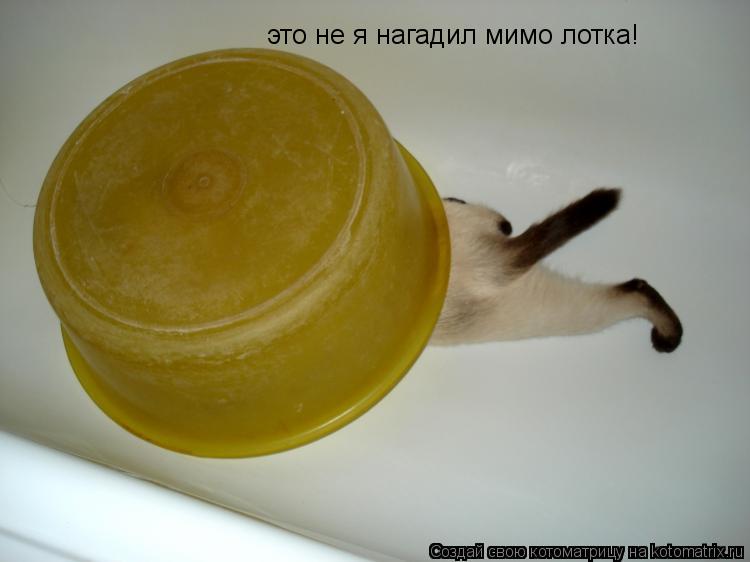 Котоматрица: это не я нагадил мимо лотка!