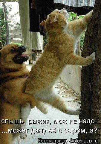 Котоматрица: слышь, рыжик, мож не надо... ...может дану её с сыром, а?
