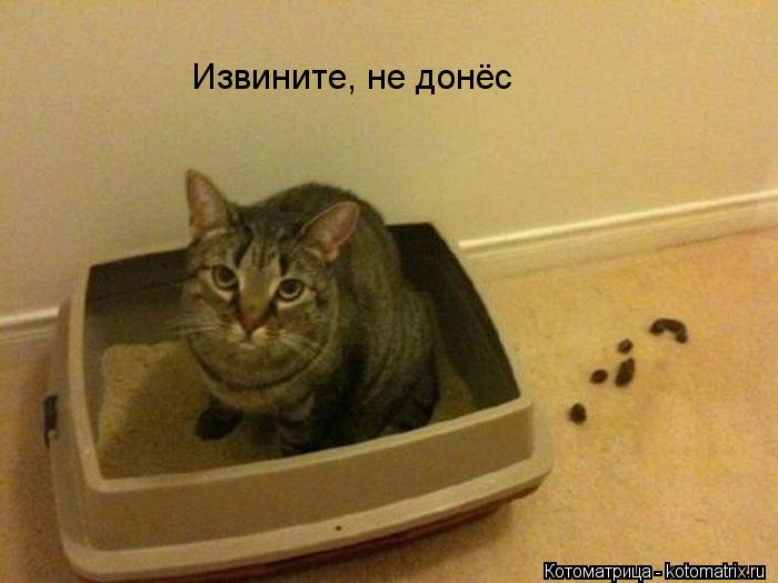 Котоматрица: Извините, не донёс