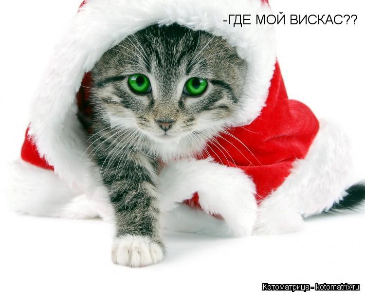 Котоматрица: -ГДЕ МОЙ ВИСКАС??