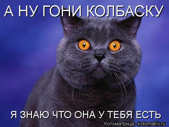 Котоматрица: А НУ ГОНИ КОЛБАСКУ Я ЗНАЮ ЧТО ОНА У ТЕБЯ ЕСТЬ