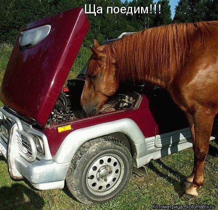 Котоматрица: Ща поедим!!!