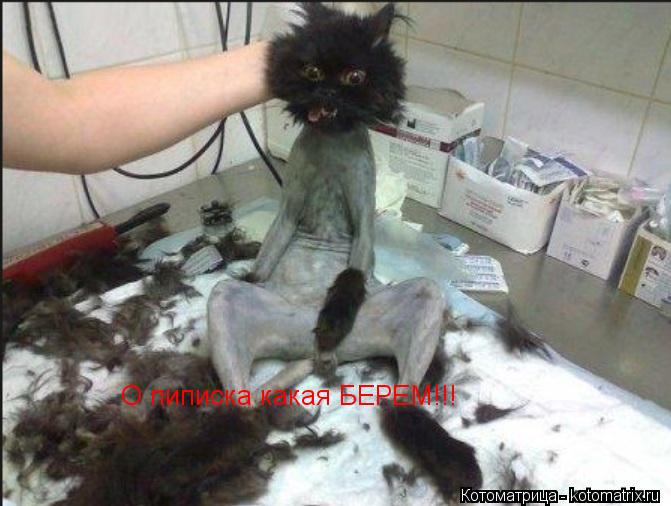 Котоматрица: О пиписка какая БЕРЕМ!!!