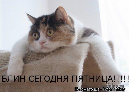 Котоматрица: БЛИН СЕГОДНЯ ПЯТНИЦА!!!!!!!!!!!!