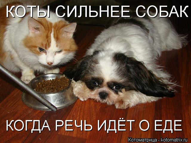 Котоматрица: КОТЫ СИЛЬНЕЕ СОБАК КОГДА РЕЧЬ ИДЁТ О ЕДЕ