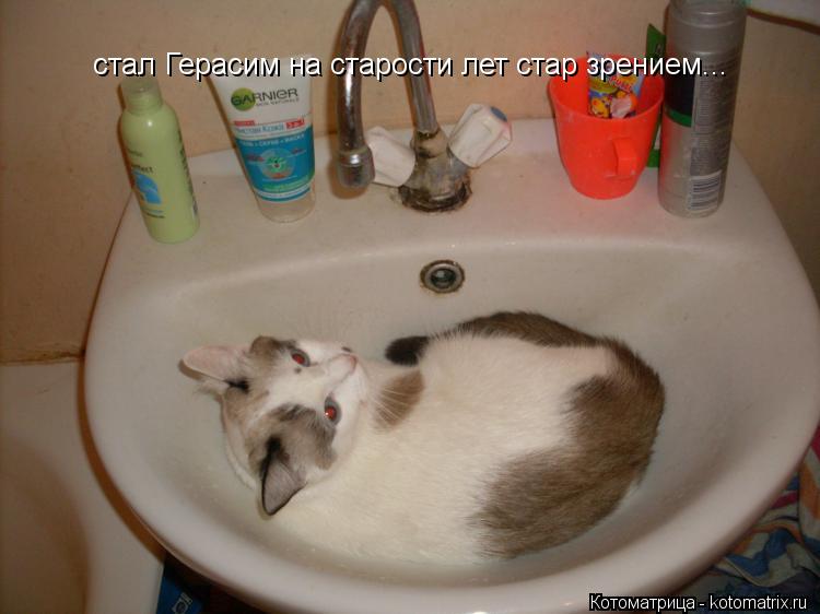 Котоматрица: стал Герасим на старости лет стар зрением...
