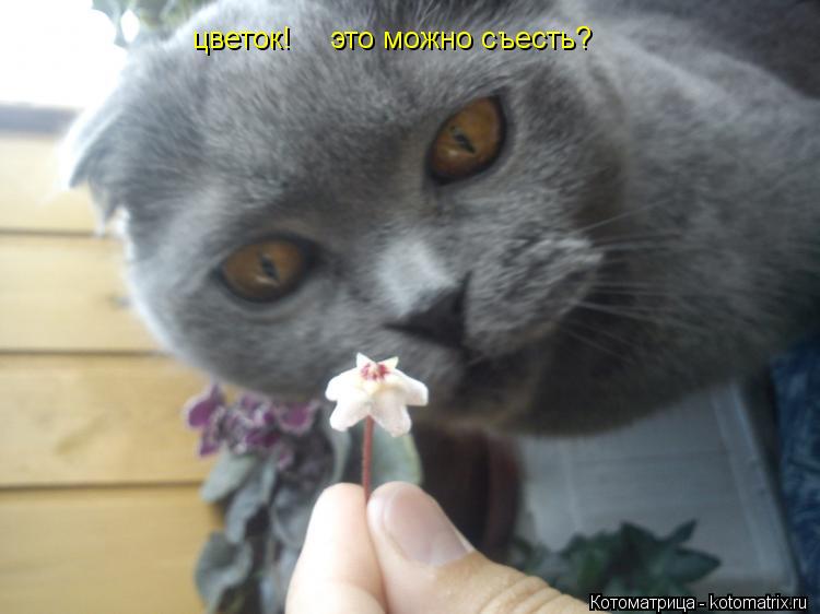 Котоматрица: цветок! это можно съесть?