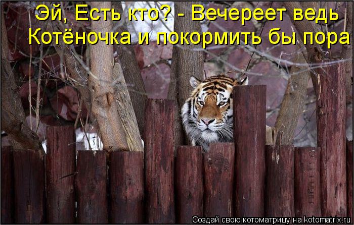 Котоматрица: Эй, Есть кто? - Вечереет ведь Котёночка и покормить бы пора