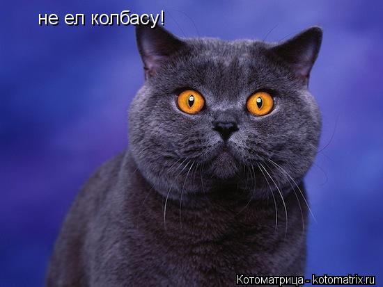 Котоматрица: не ел колбасу!