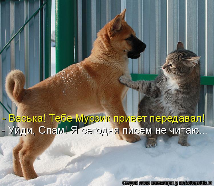 Котоматрица: - Васька! Тебе Мурзик привет передавал! - Уйди, Спам! Я сегодня писем не читаю...