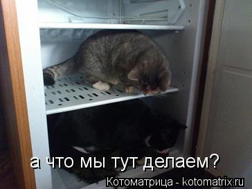 Котоматрица: а что мы тут делаем?