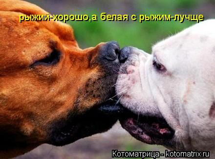 Котоматрица: рыжий-хорошо,а белая с рыжим-лучще