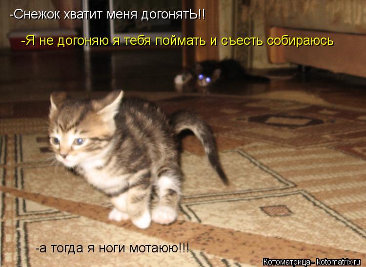 Котоматрица: -Снежок хватит меня догонятЬ!! -Я не догоняю я тебя поймать и съесть собираюсь -а тогда я ноги мотаюю!!!