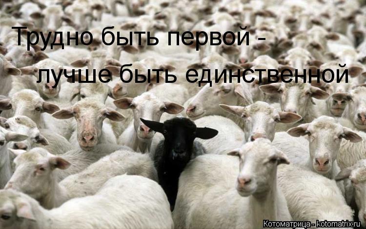 Трудно быть первой - лучше быть единственной... Котоматрица: Трудно быть первой - лучше быть единственной