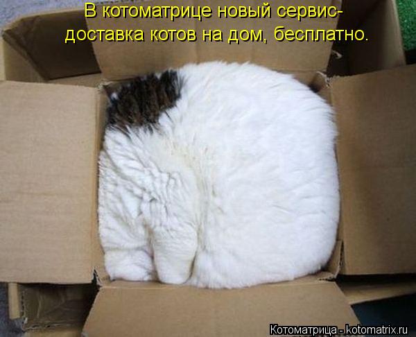 Котоматрица: В котоматрице новый сервис- доставка котов на дом, бесплатно.