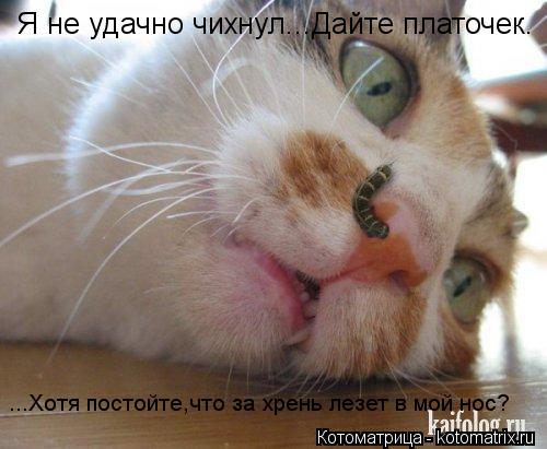 Котоматрица: Я не удачно чихнул...Дайте платочек. ...Хотя постойте,что за хрень лезет в мой нос?