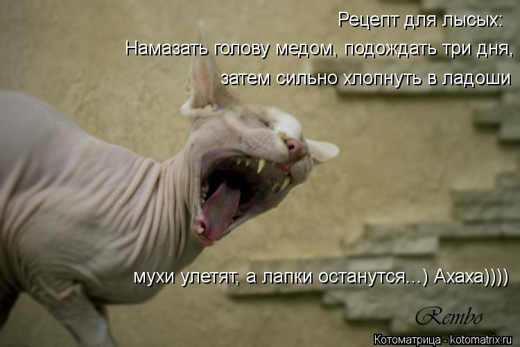 Котоматрица: Рецепт для лысых: Намазать голову медом, подождать три дня, затем сильно хлопнуть в ладоши - мухи улетят, а лапки останутся! Рецепт для лысых: