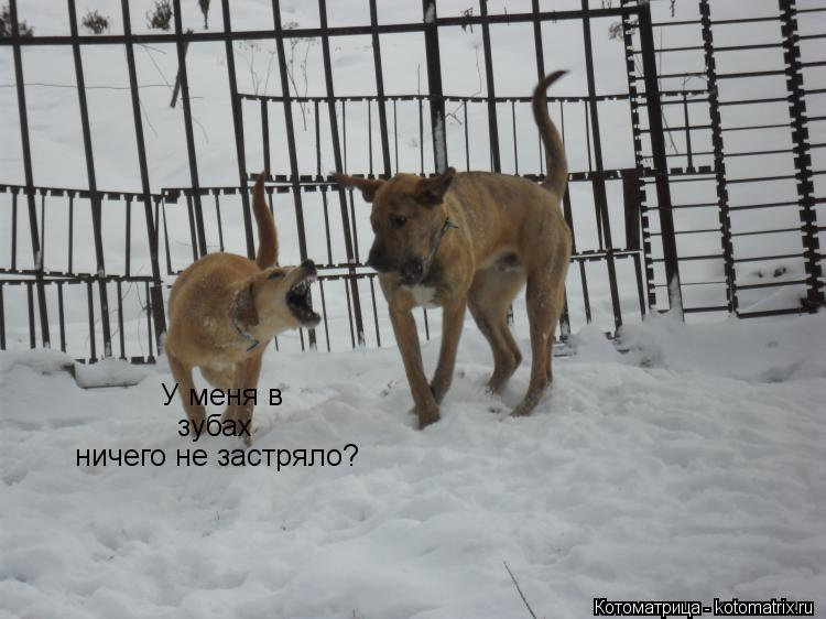 Котоматрица: У меня в  зубах ничего не застряло?