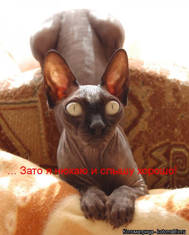 Котоматрица: ... Зато я нюхаю и слышу хорошо!