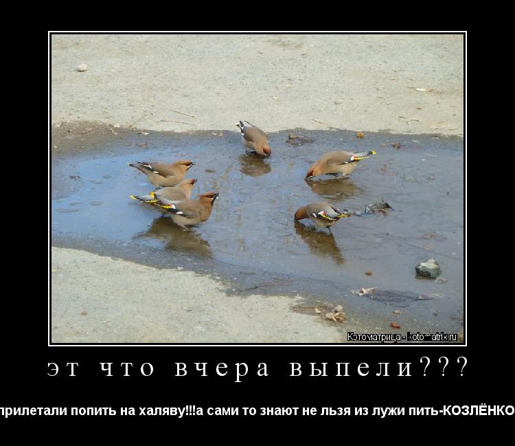 Котоматрица: эт что вчера выпели??? да...это гуси-прилетали попить на халяву!!!а сами то знают не льзя из лужи пить-КОЗЛЁНКОМ станешь"""