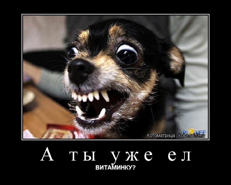 Котоматрица: А ты уже ел  ВИТАМИНКУ?