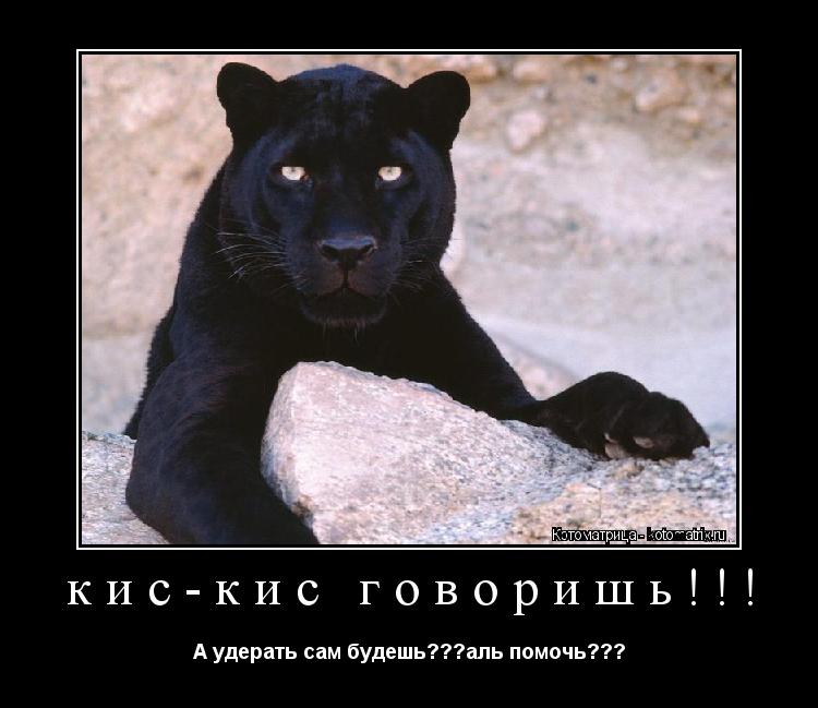 Котоматрица: кис-кис говоришь!!! А удерать сам будешь???аль помочь???