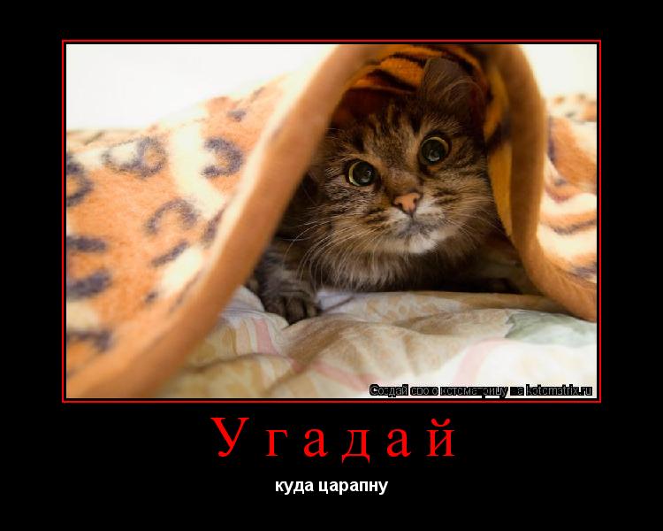 Котоматрица: Угадай куда царапну