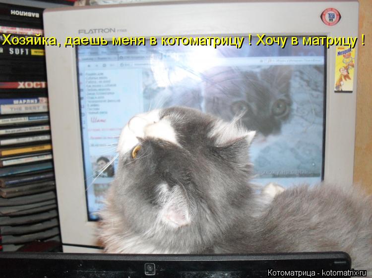 Котоматрица: Хозяйка, даешь меня в котоматрицу ! Хочу в матрицу !