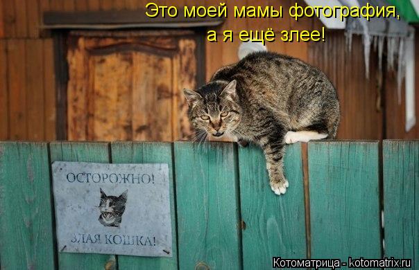 Котоматрица: Это моей мамы фотография, а я ещё злее!
