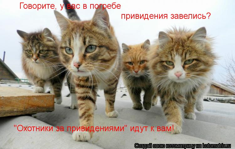 Котоматрица: Говорите, у вас в погребе привидения завелись? "Охотники за привидениями" идут к вам!